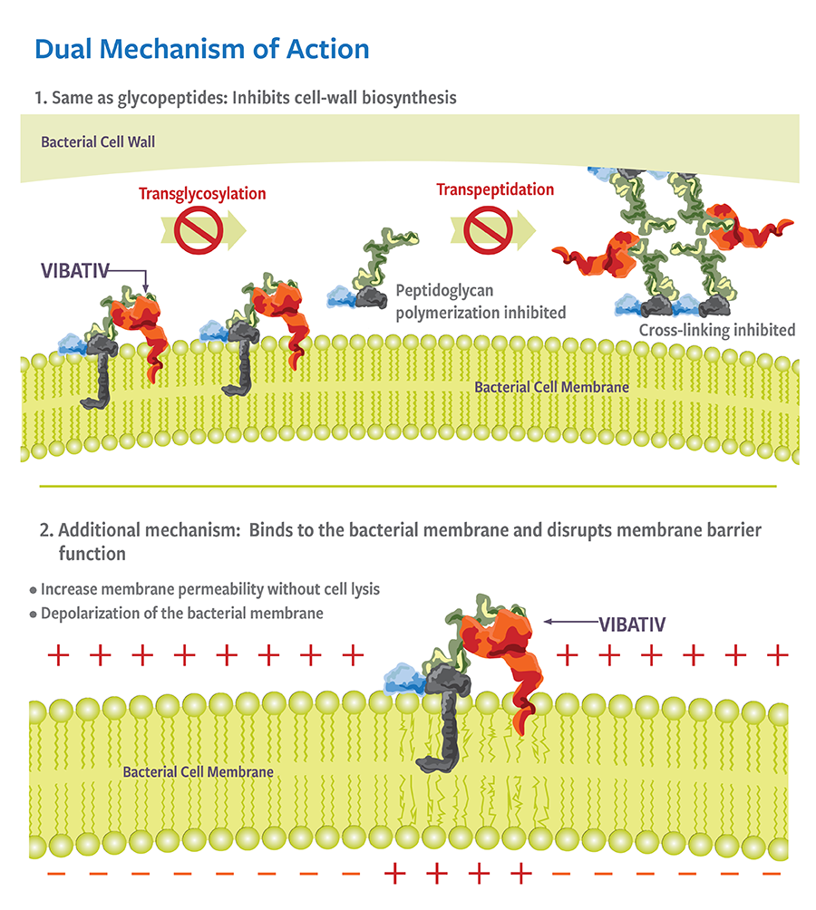 Dual Mechanism of Action